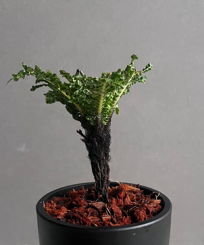 ブレクナム ギッバム ドワーフ 「Blechnum gibbum Dwarf 」91C | S