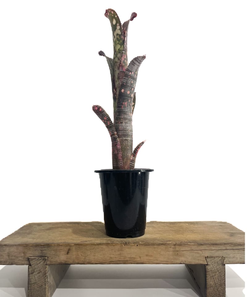 ビルベルギア ビルベルギア カルサイト「Billbergia Calcite」/TA0010 – Hachi-8