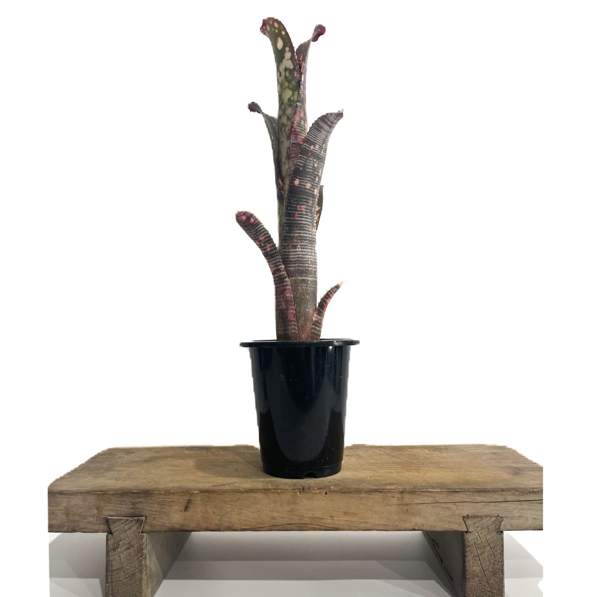 ビルベルギア コラン ノックアウト「Billbergia Kolan Knockout