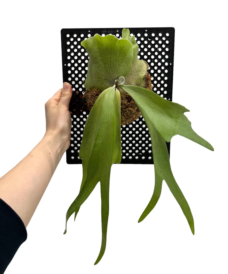 ビカクシダ　ウィリンキー　子株　B P willinckii scofieldtatsuta spore from @botaniquelife 胞子
