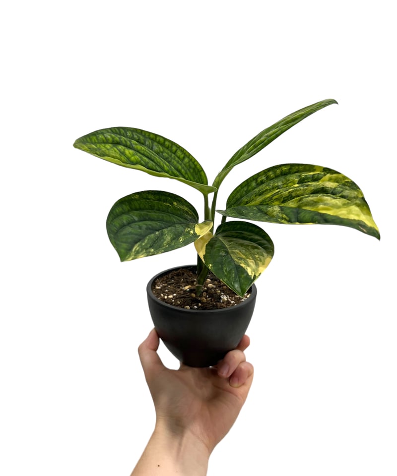 Amazon | モンステラ カルステニアナム (ペルー) 斑入
