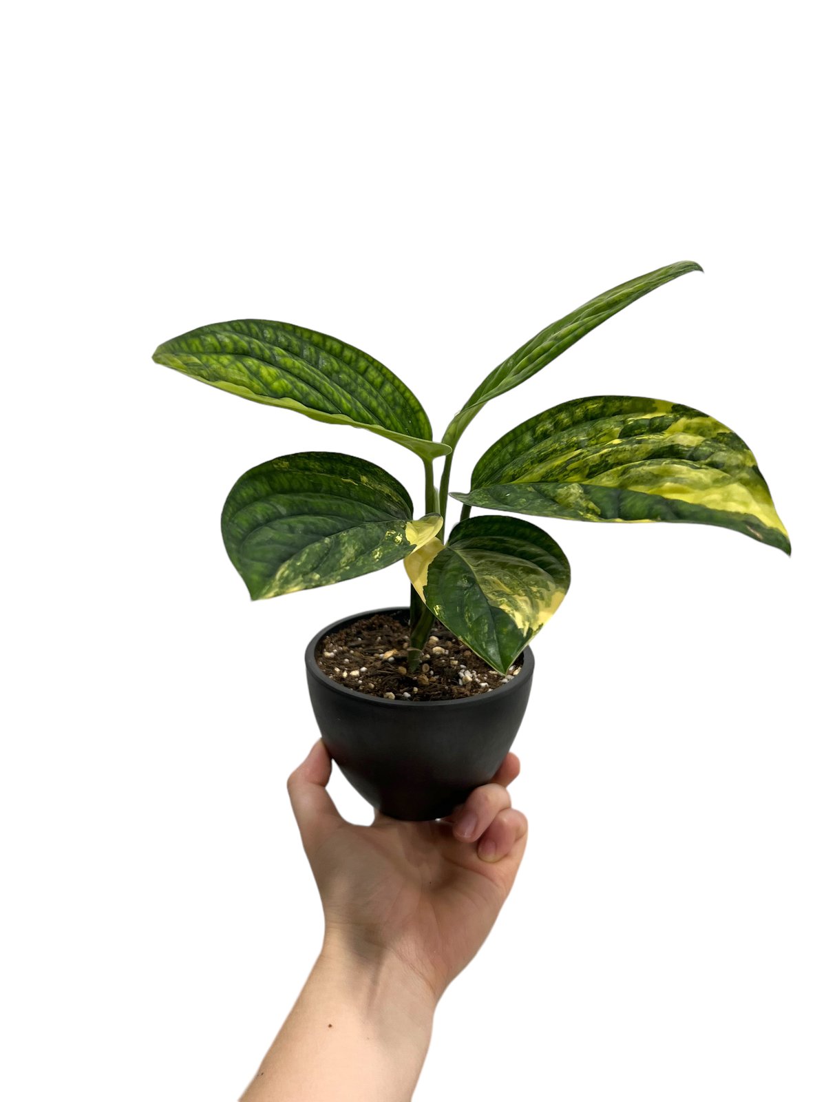モンステラ カルステニアナム ペルー モンステラ カルステニアナム (ペルー) 斑入 「Monstera Karstenianum