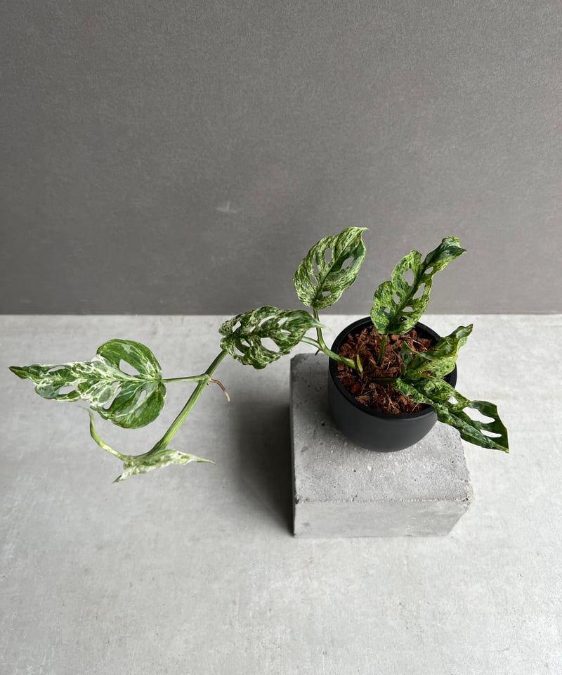 モンステラ ラニアタ ミント 斑入 「Monstera laniata mint