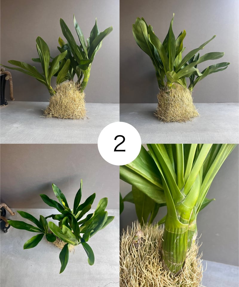 グラマトフィラム ジャイラック タイガーx エレガンス