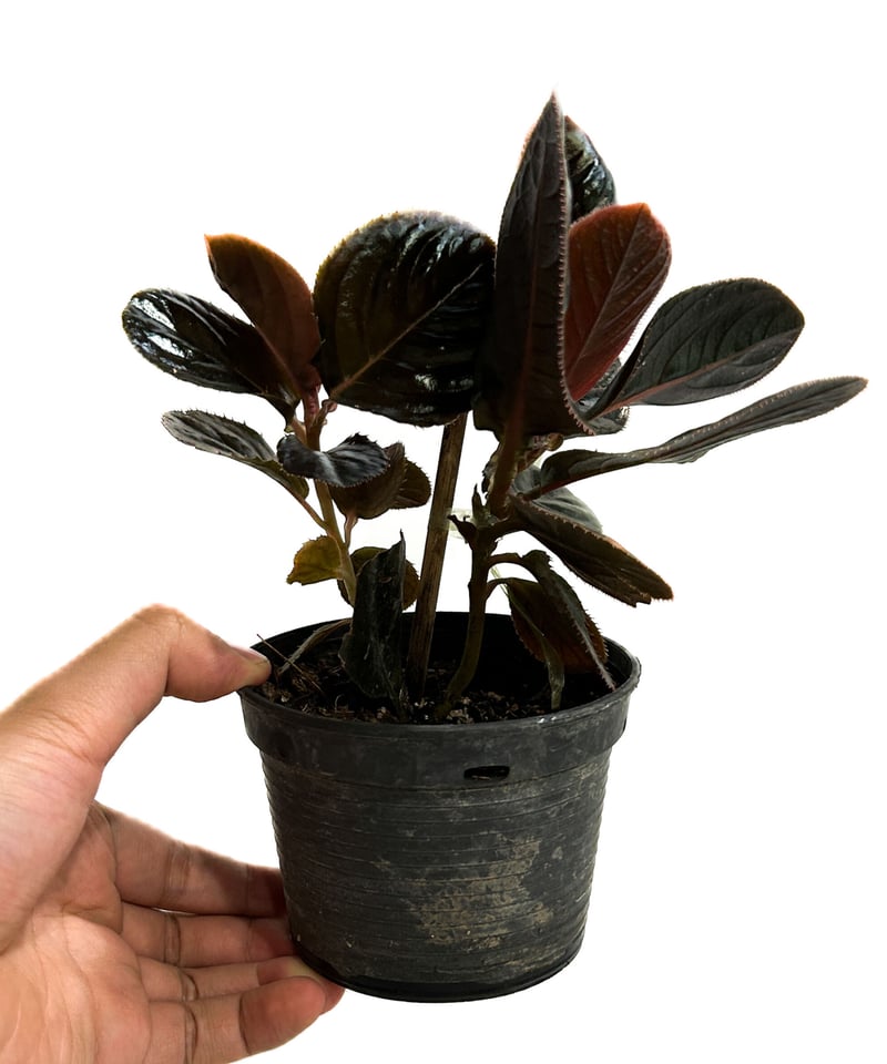 アルディシア sp. (ブラック リーフ)「Ardisia sp (Black Leaf)」6