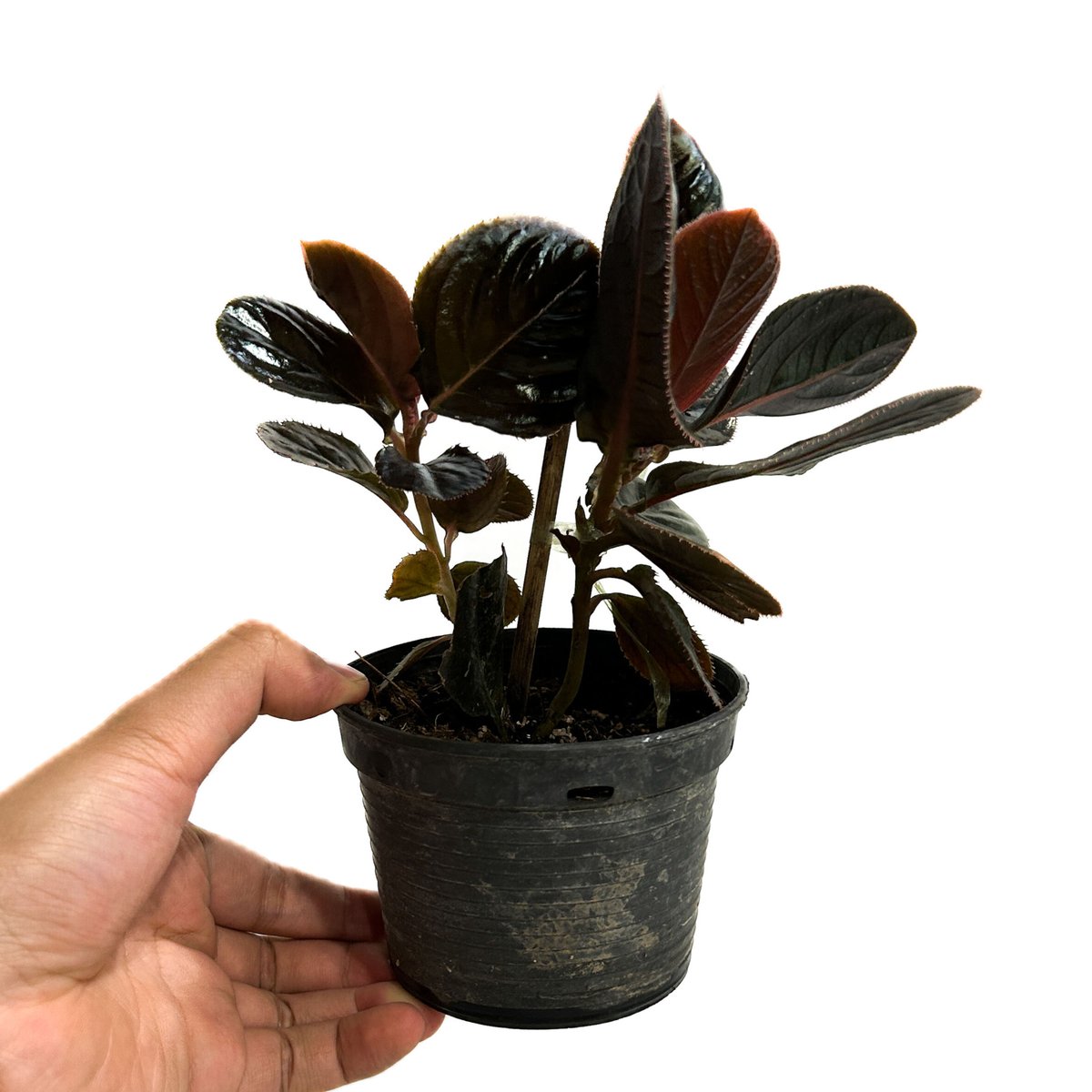 その他観葉植物 ASPIDISTRA BABENSIS 'BLACK LEAF' ASPIDISTRA BABENSIS 'BLACK LEAF' - メルカリ