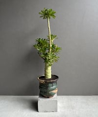 ビカクシダ オーシャン ウェーブ （子株） | SHOUCHIKUEN