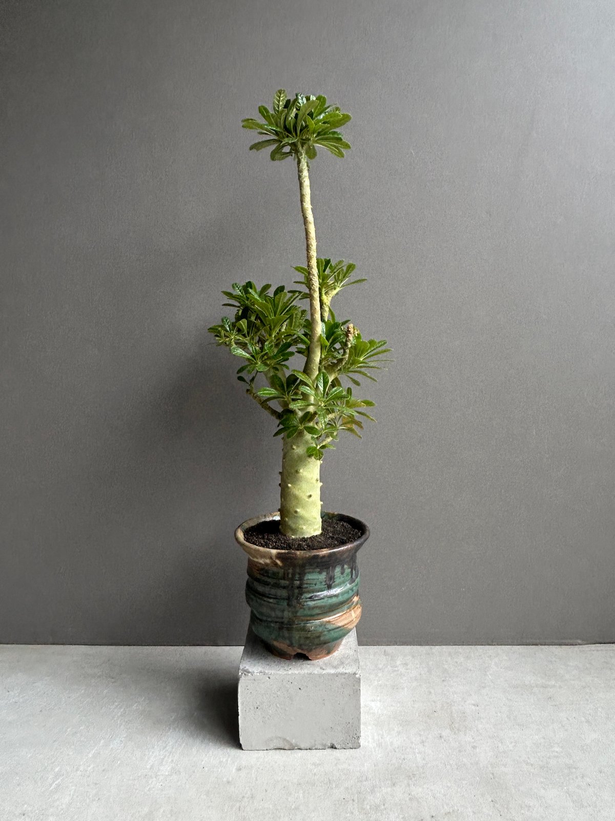 ドルステニア ギガス “選抜個体”+ YON-HACHI 「Dorstenia gigas “