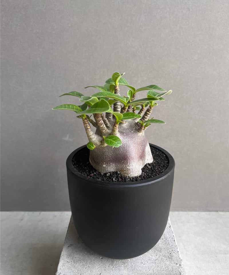 アデニウム アラビカム スーパー ドワーフ “ブラック” 「Adenium