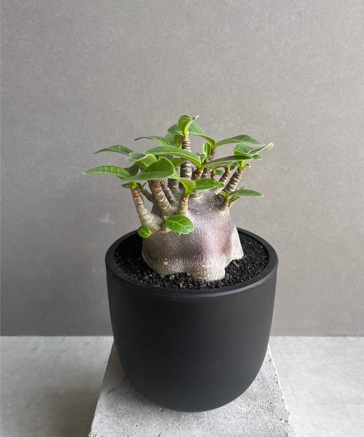 アデニウム アラビカム スーパー ドワーフ “ブラック” 「Adenium