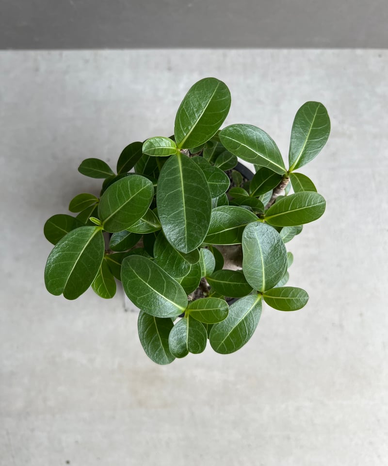 アデニウム アラビカム スーパー ドワーフ “ブラック” 「Adenium