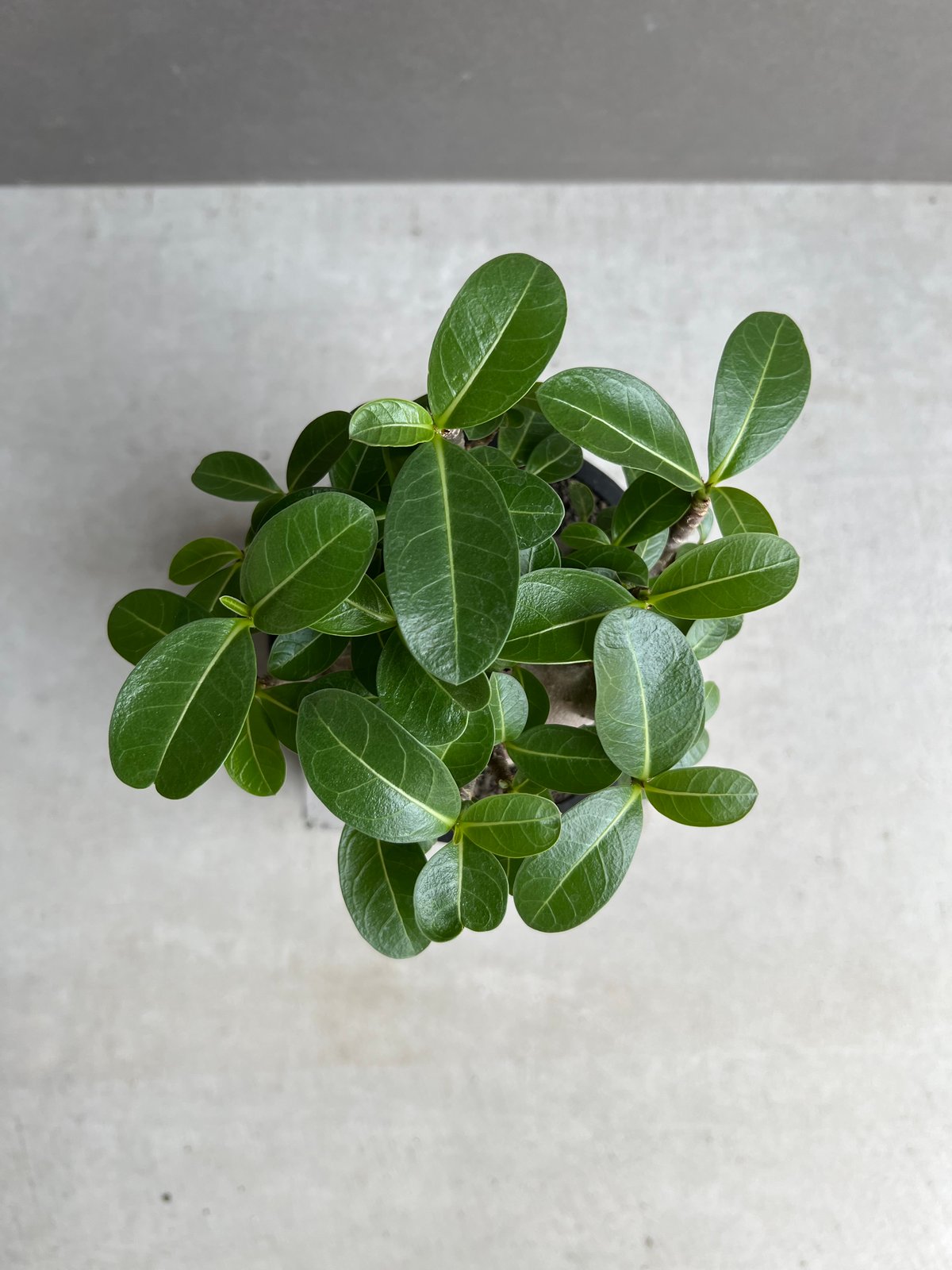 アデニウム アラビカム スーパー ドワーフ “ブラック” 「Adenium