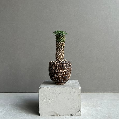 ユーフォルビア | STORES