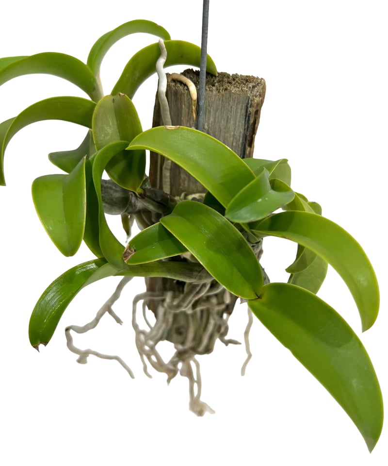 カトレア ノビリオール アマリア 「Cattleya nobilior var. amalia