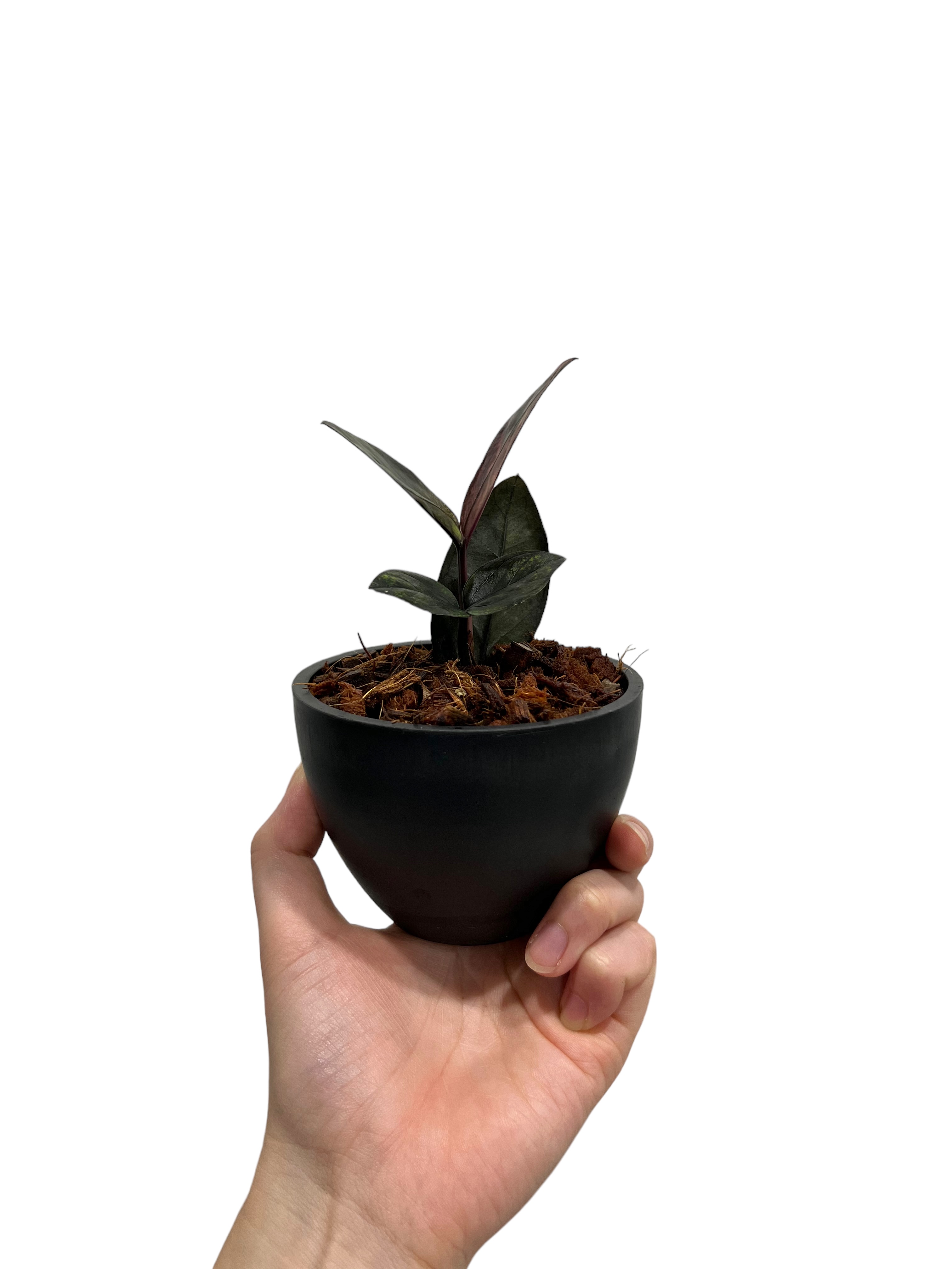 ザミオクルカス・ザミフォーリア 斑入 “Black Pink” 「Zamioculcas za