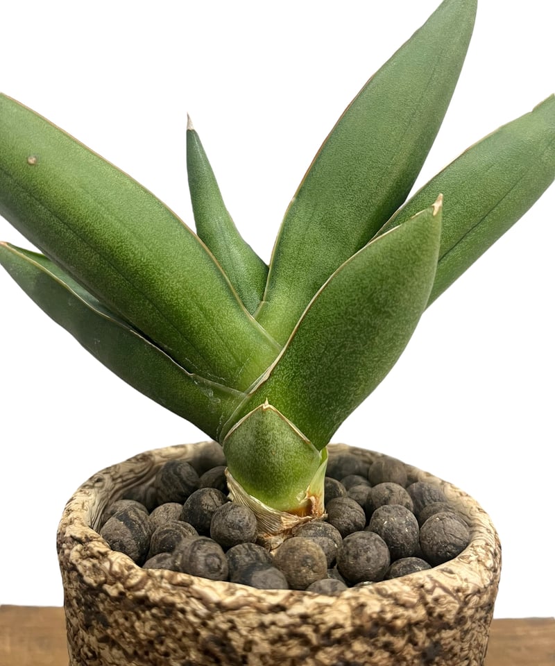 サンセベリア オペラ ハウス + plantsmonsters pot 「Sansevieri