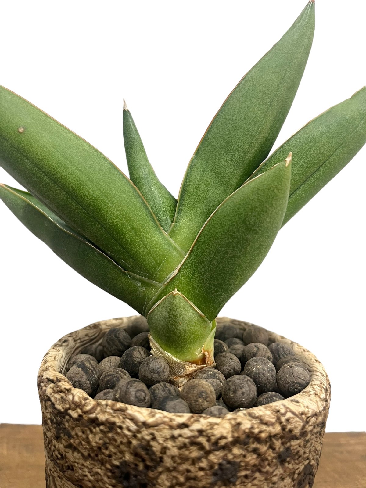 サンセベリア オペラ ハウス + plantsmonsters pot 「Sansevieri