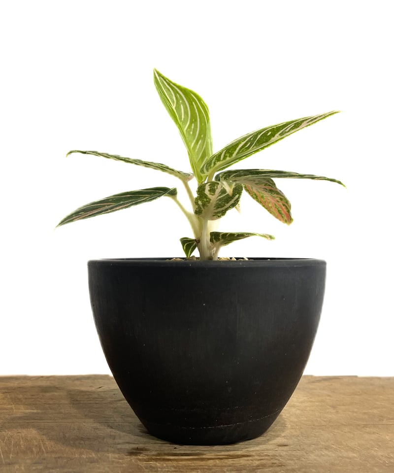 アグラオネマ ゴールデンホープ「Aglaonema Golden Hope」17G-1 | S