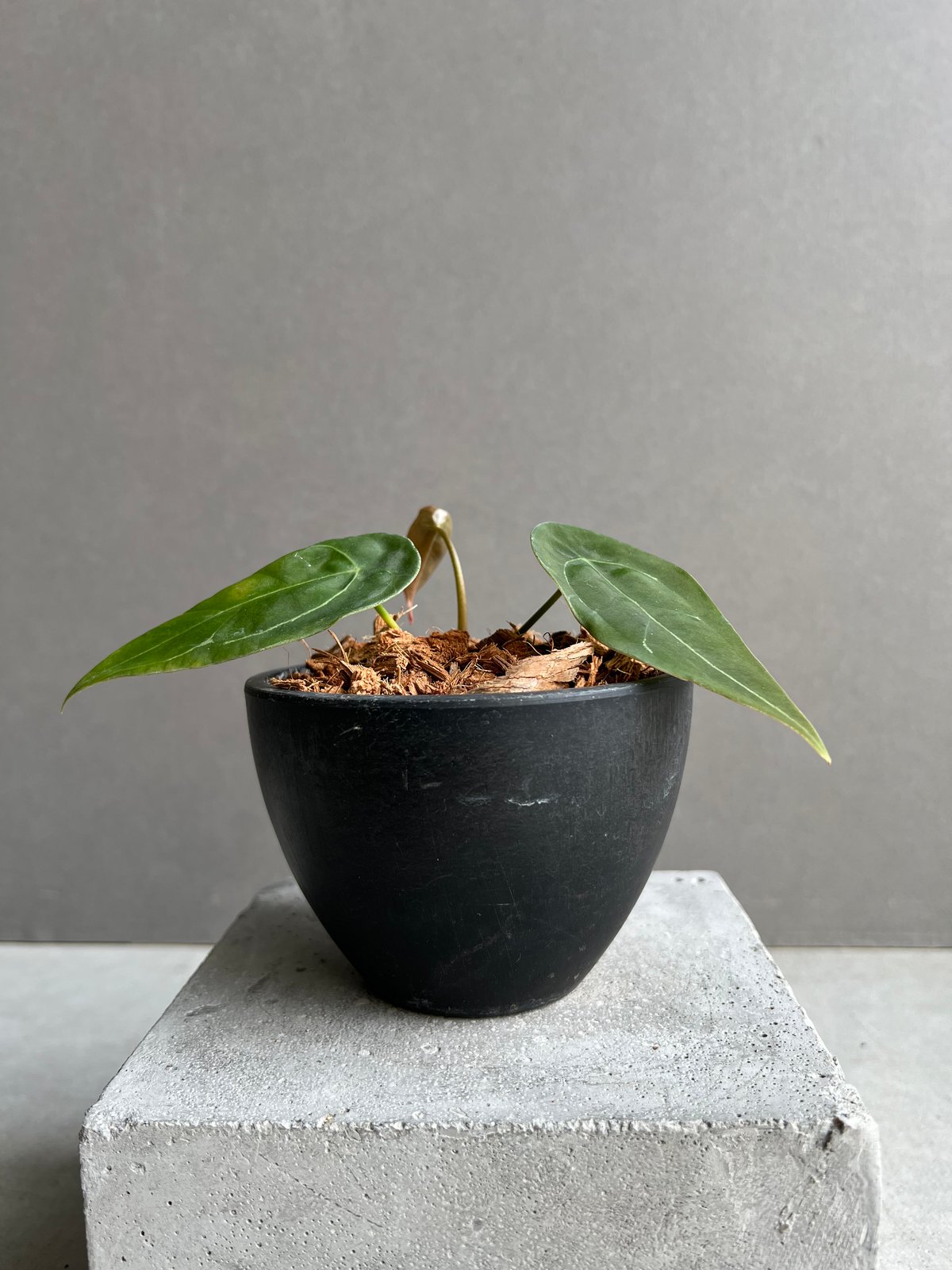 アンスリウム フォルゲッティ ダーク 鉢ごと発送 アンスリウム フォルゲッティ ドワーフ 「Anthurium forgettii dwarf」