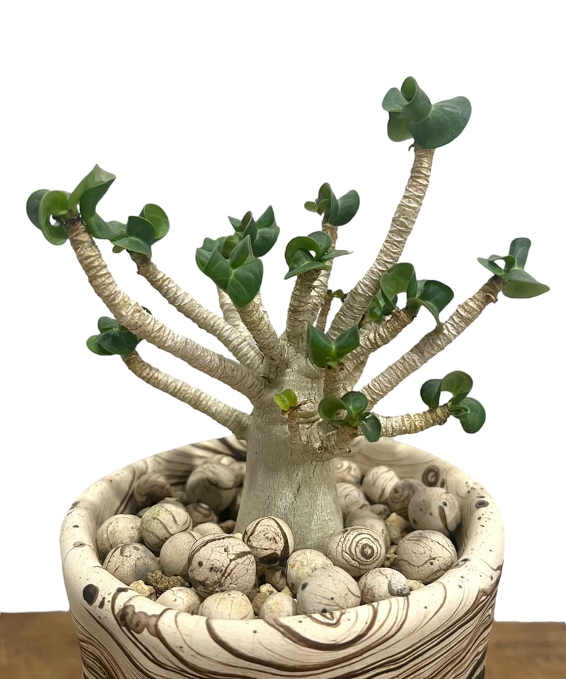 アデニウム D.H.A (獅子葉) スモールリーフ + plantsmonsters