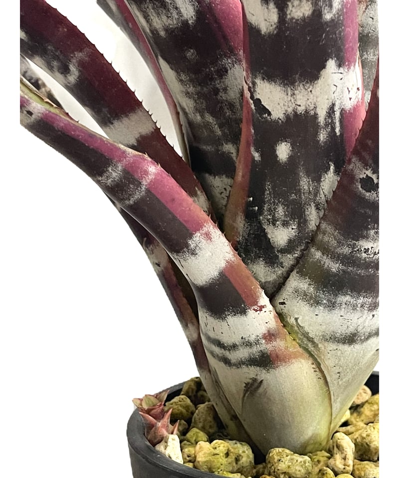ブロメリア・エアープランツ Aechmea Otto Aechmea Otto 【artPLANTs】エクメア/タンクブロメリア