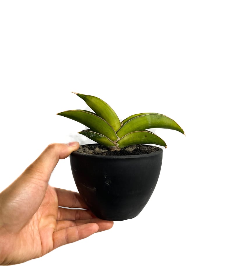 サンセベリア エーレンベルギー ミスターブルー 斑入り「Sansevieria