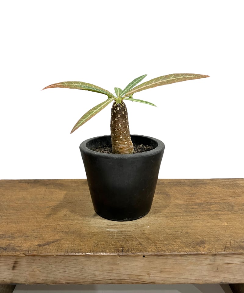 ドルステニア ランキフォリア (実生苗)「 Dorstenia crispa var.lanc