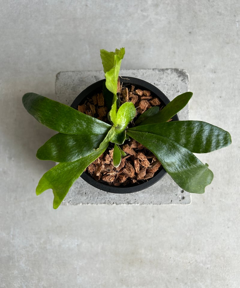 ビカクシダ ゴースト ハンズ 子株 (P. ウィリンキーx P.コロナリウム