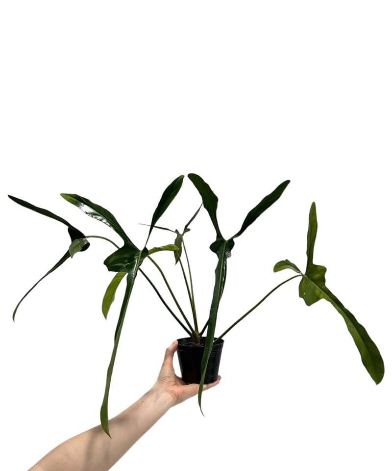 フィロデンドロン ロンギロバトム 'レラノ ミヤノ' 「Philodendron