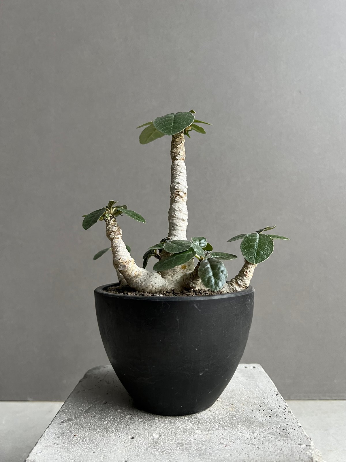 ドルステニア　フォエチダ isla del pescado - Dorstenia foetida-ドルステニア・フォエチダ