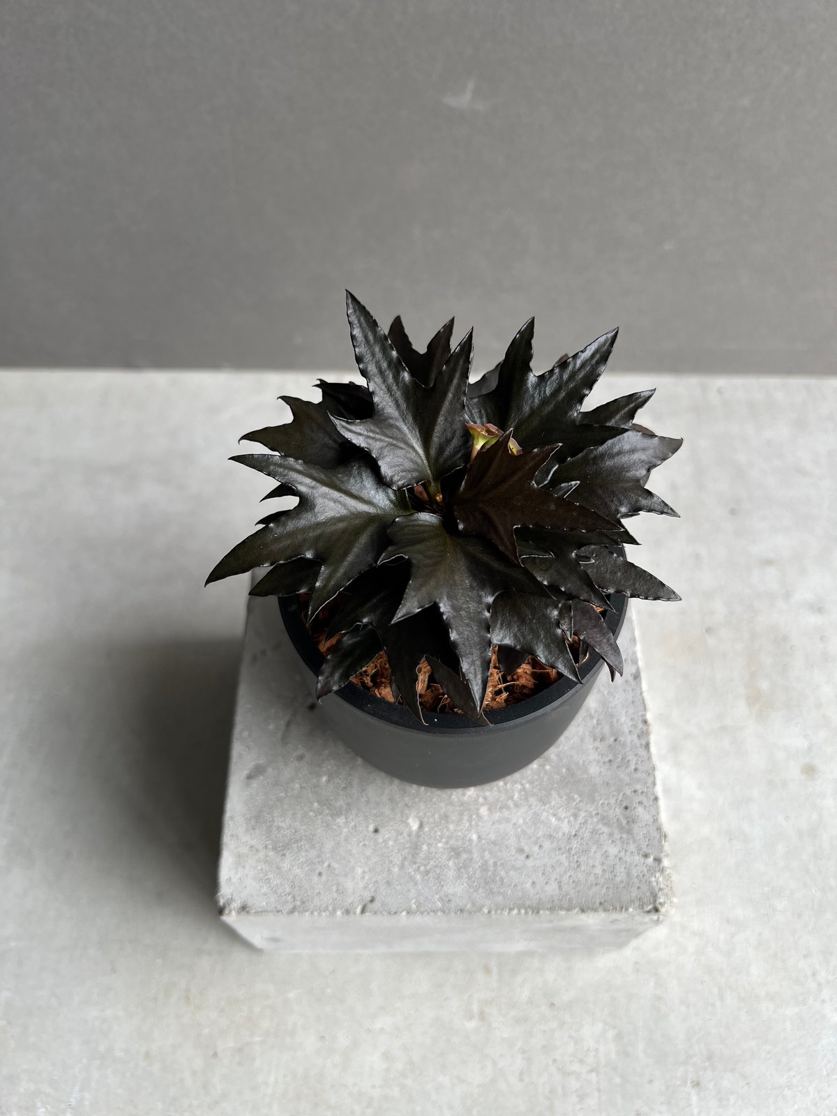 ユーフォルビア フランコイシー “エスプレッソ”「 Euphorbia