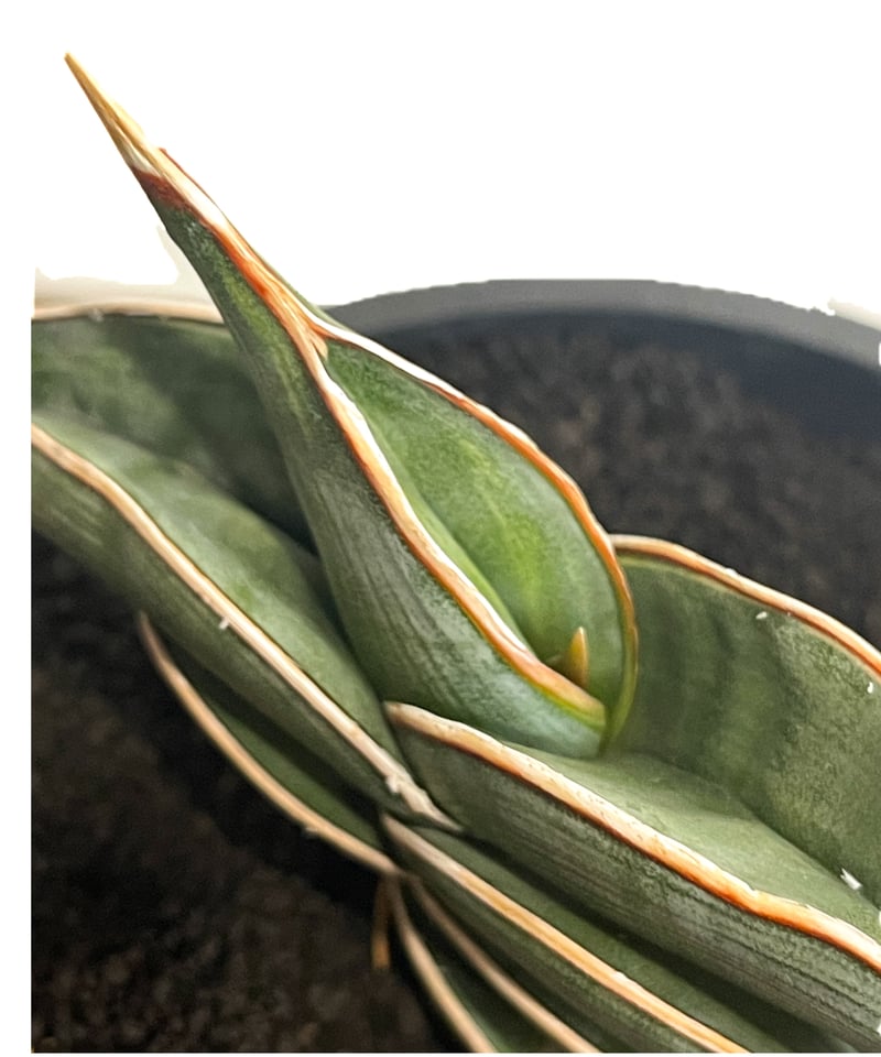 サンセベリア ロリダ 斑入り「Sansevieria rorida Var.」32G-1 | サンセベリア ロリダ 斑入り「Sansevieria rorida Var.」32G-1 |