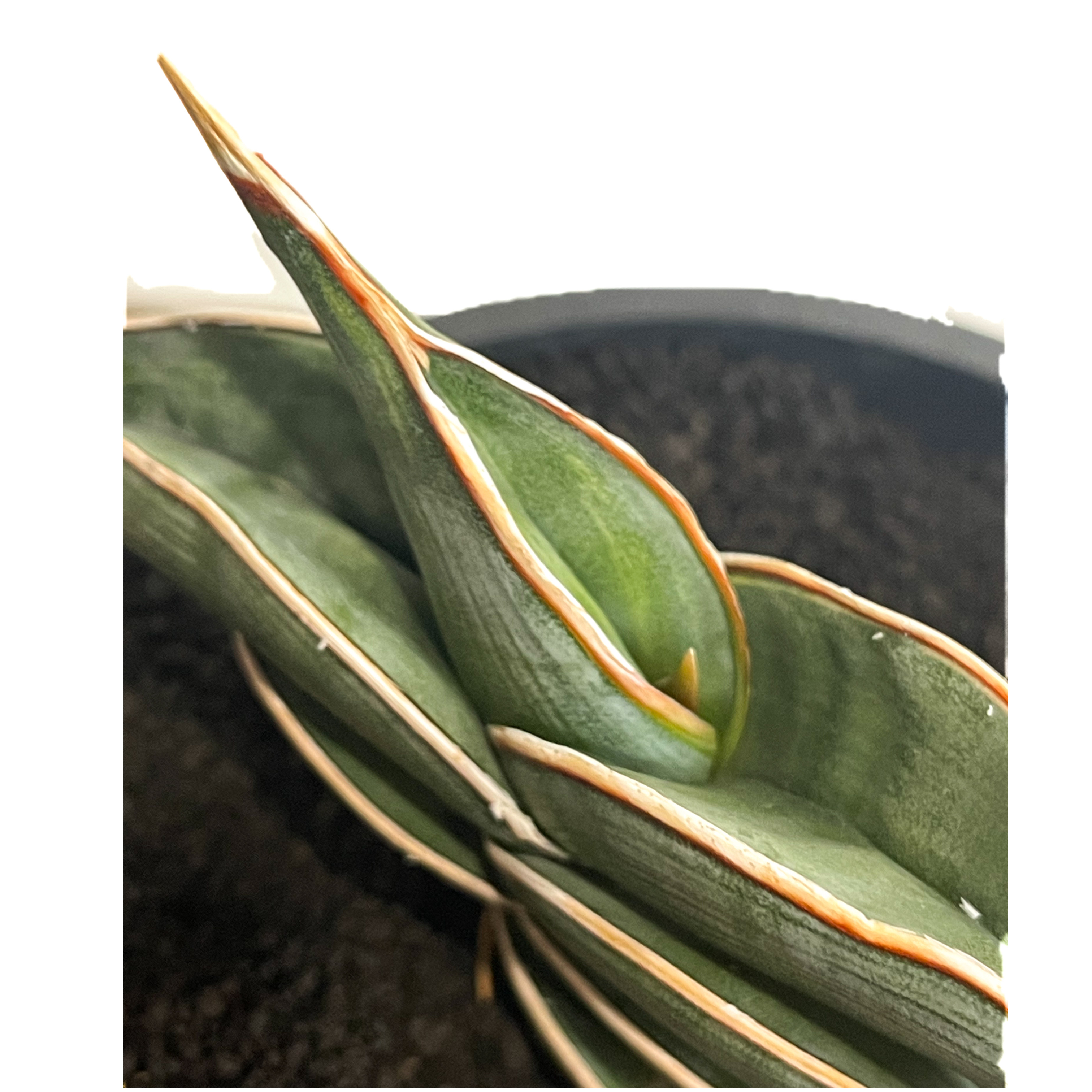サンセベリア ロリダ 斑入り「Sansevieria rorida Var.」32G-1 |
