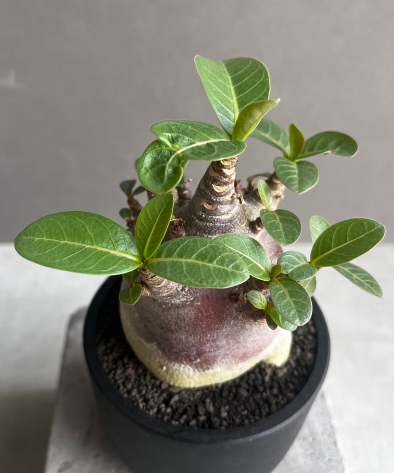 アデニウム アラビカム スーパー ドワーフ “ブラック” 「Adenium