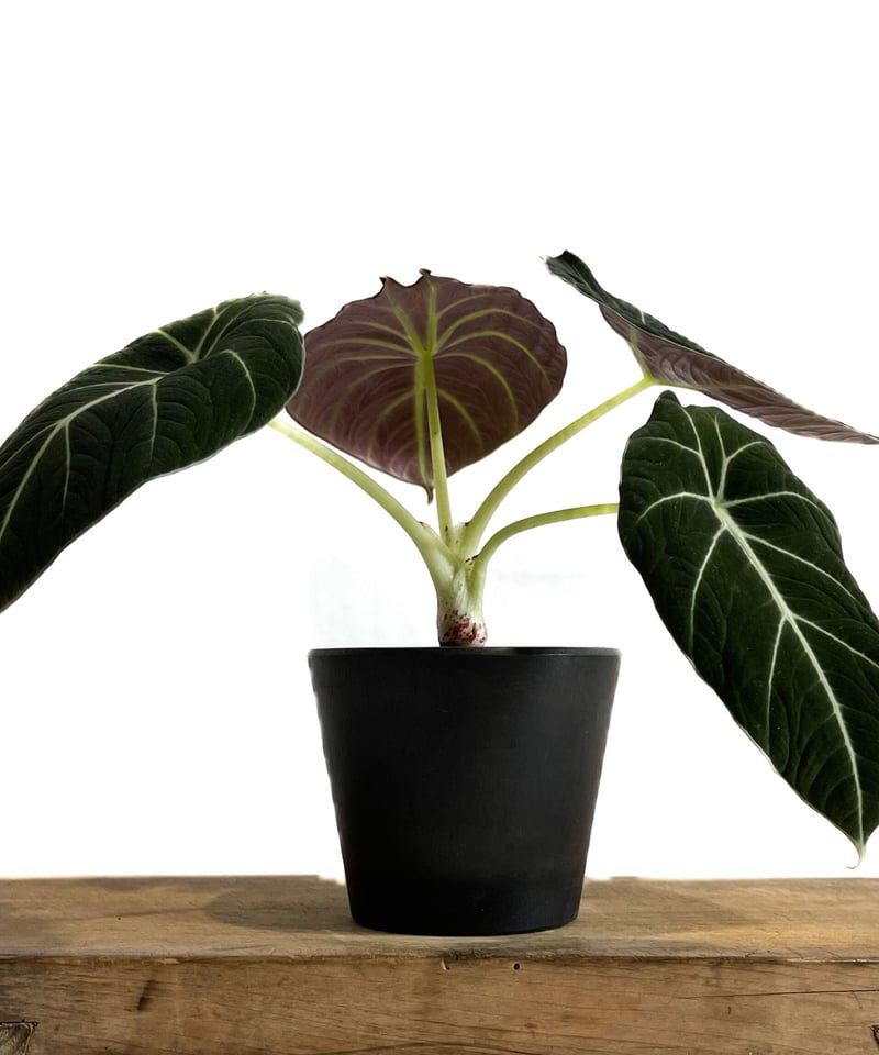 ＊* アロカシア ブラックベルベット 斑入り ＊* お芋から育てた子♪② アロカシア ブラックベルベット 斑入り ＊* お芋から育てた子