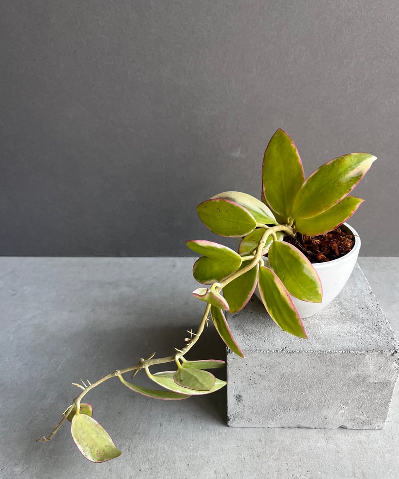 ご予約品Hoya para 'Albomarginata'
