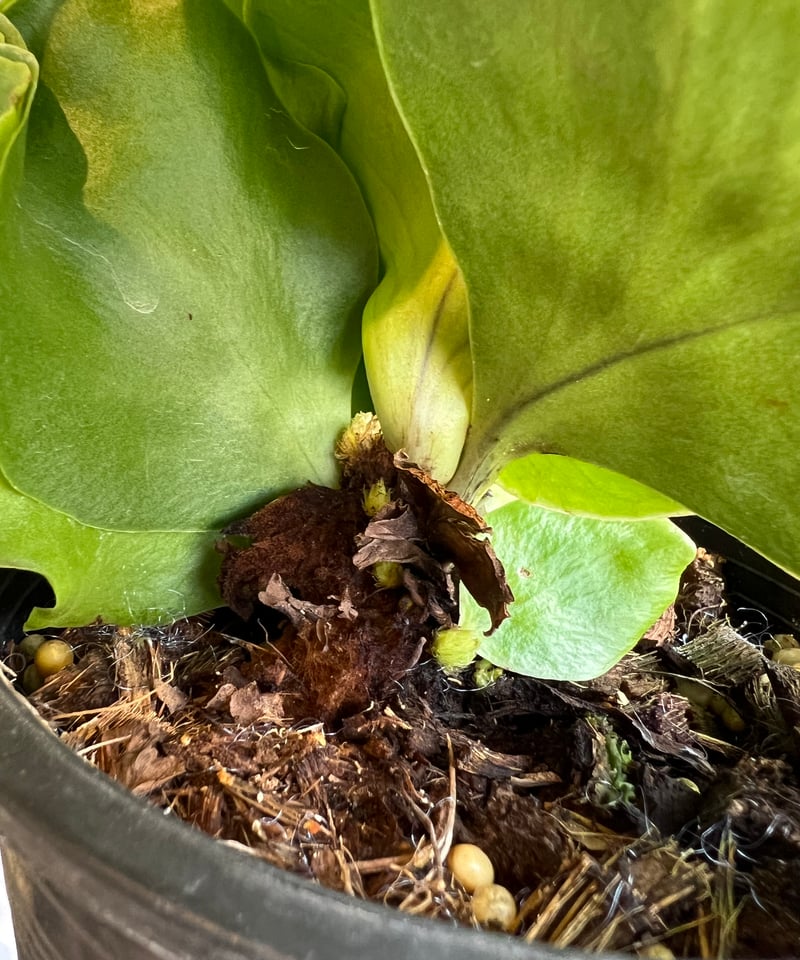 ビカクシダ ペガサス 子株 子株多数】Platycerium 'Pegasus