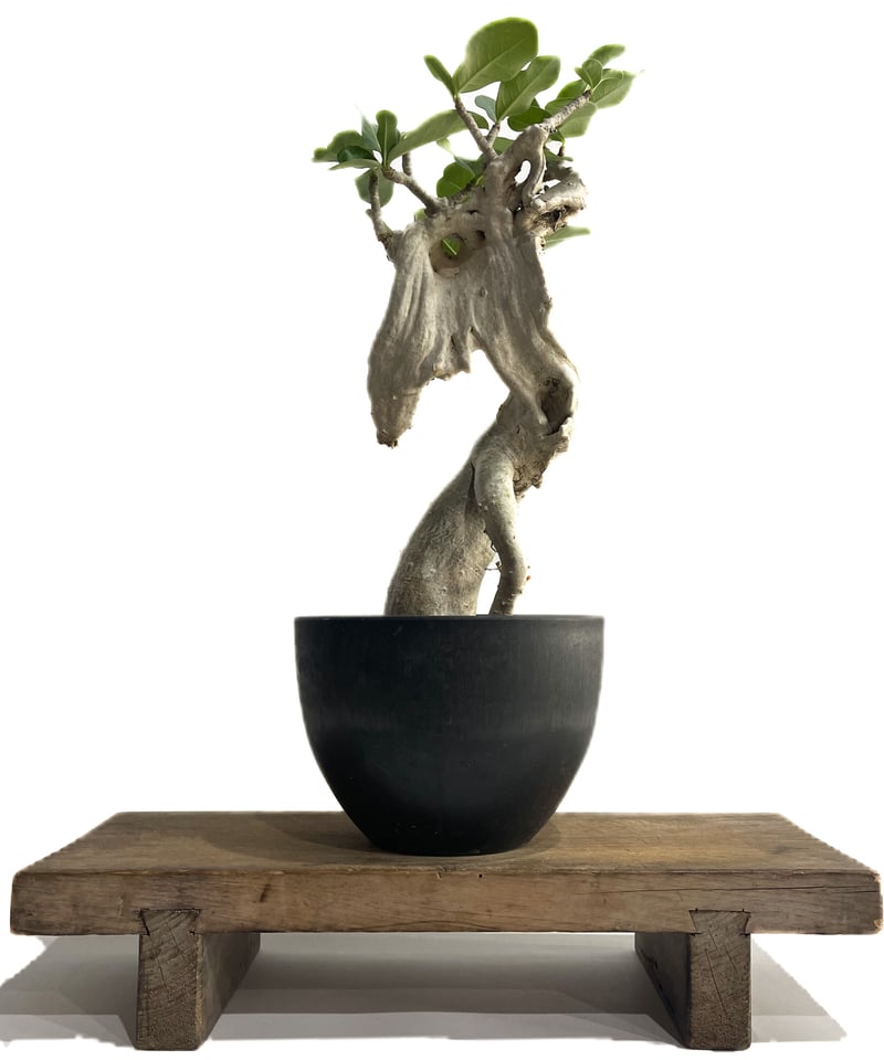 アデニウム アラビカム 'Bonsai スタイル'「Adenium arabicum 'Bon