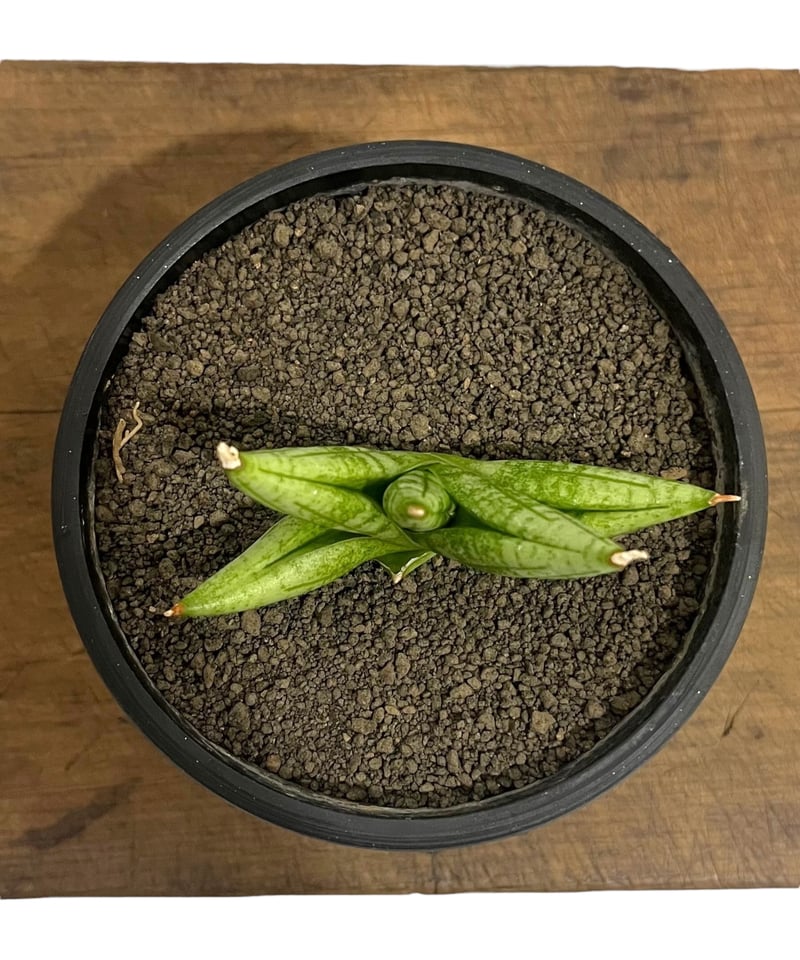 サンセベリア ヤヤ(by アンヤマニー ガーデン) 「Sansevieria YaYa (by
