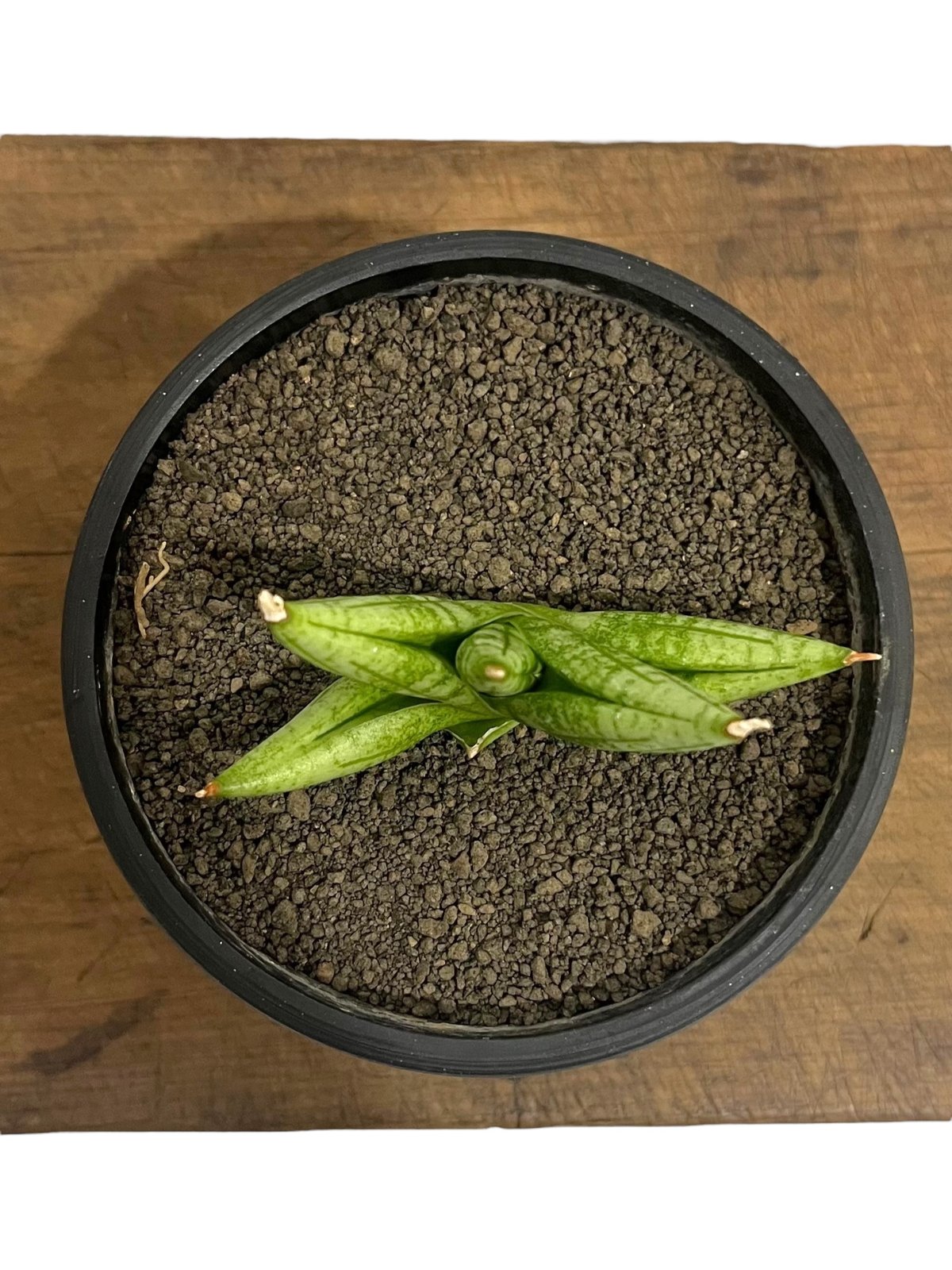 サンセベリア ヤヤ(by アンヤマニー ガーデン) 「Sansevieria YaYa (by