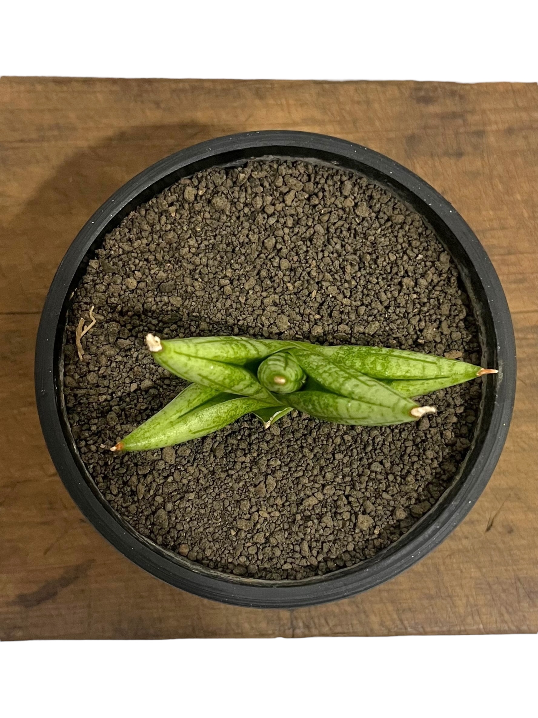 サンセベリア ヤヤ(by アンヤマニー ガーデン) 「Sansevieria YaYa (by
