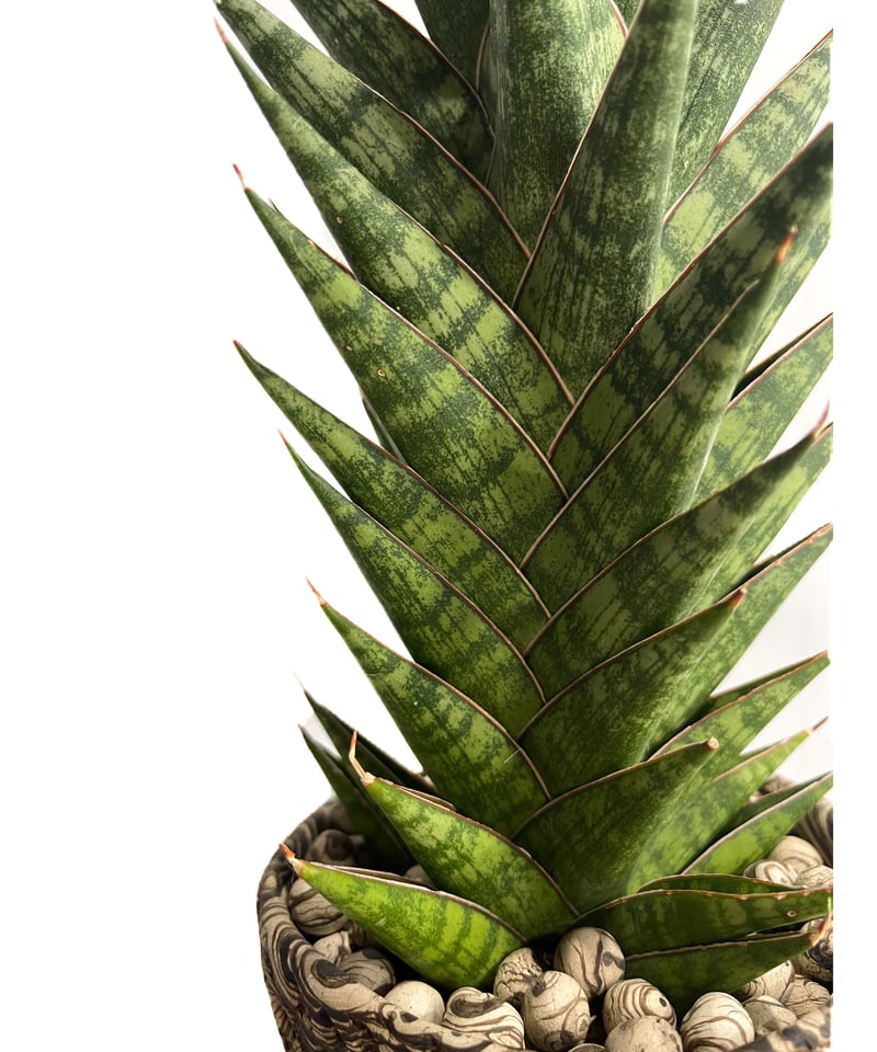 サンセベリア アンヤマニー ハイブリッド＋pmp「Sansevieria