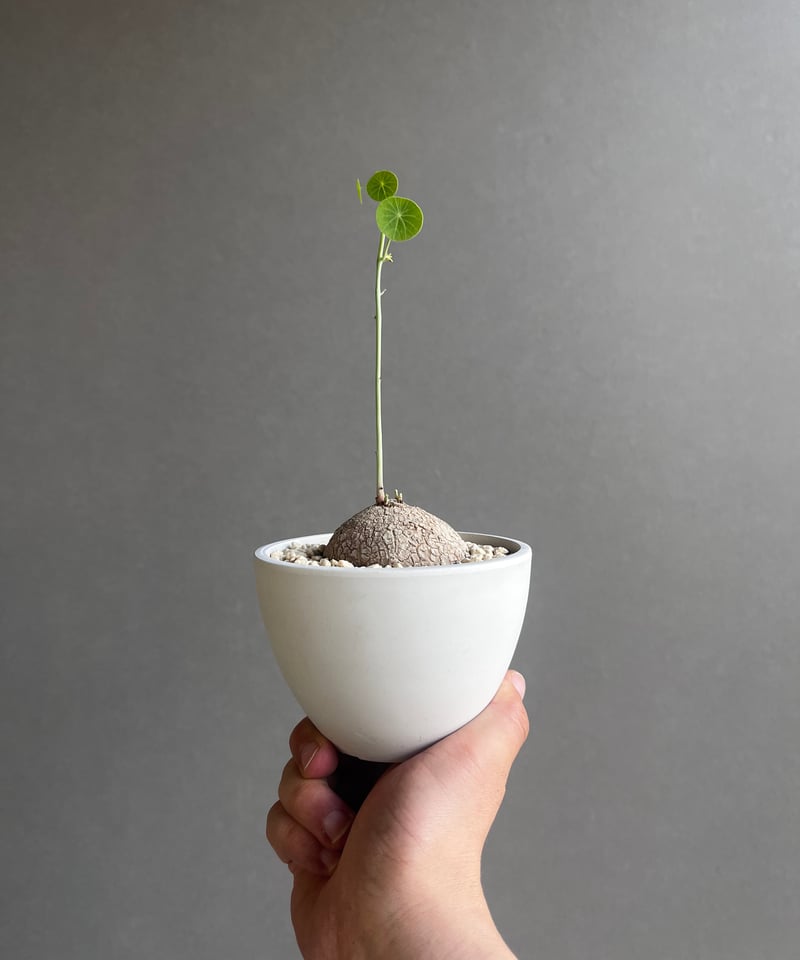 ステファニア ステファニア・カウィーサキの魅力と育て方を徹底解説！他品種との違い