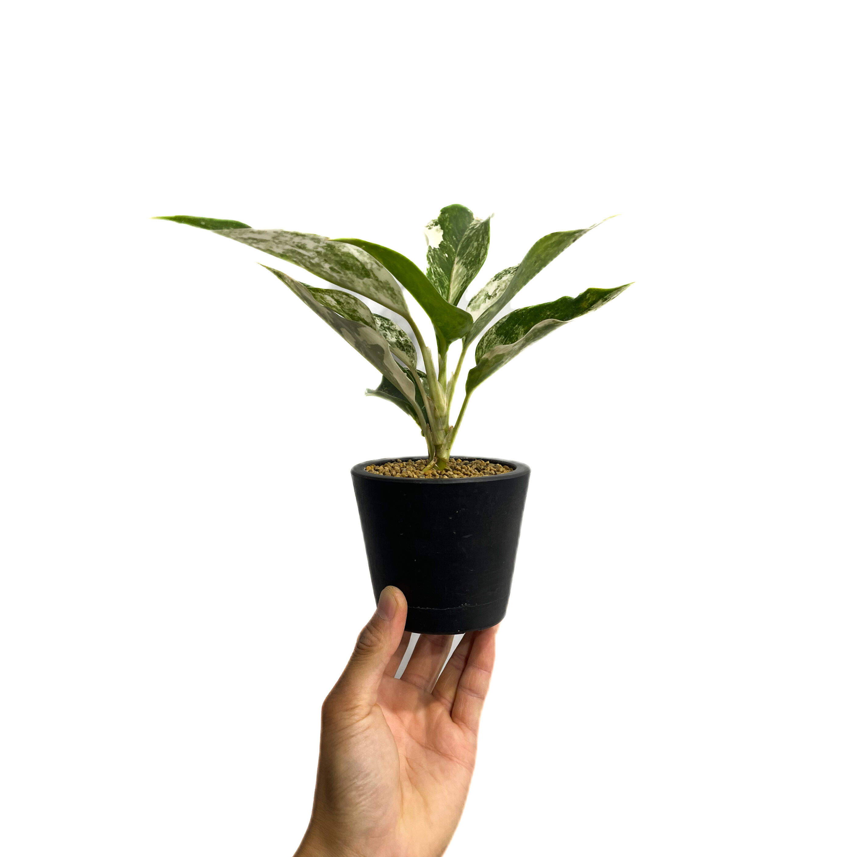 アグラオネマ サイアム ジェイド「Aglaonema Siam Jade」15F-2 | SH