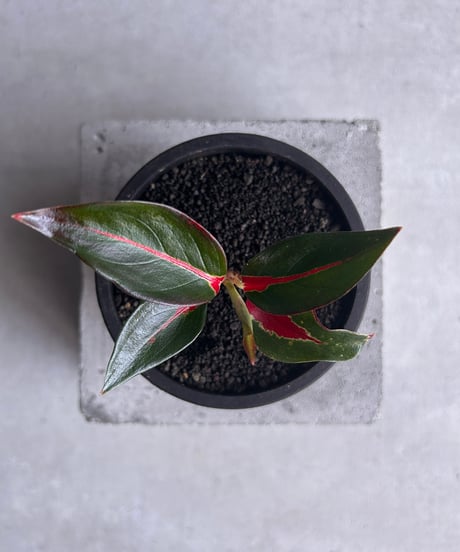 CATEGORY アグラオネマ | SHOUCHIKUEN