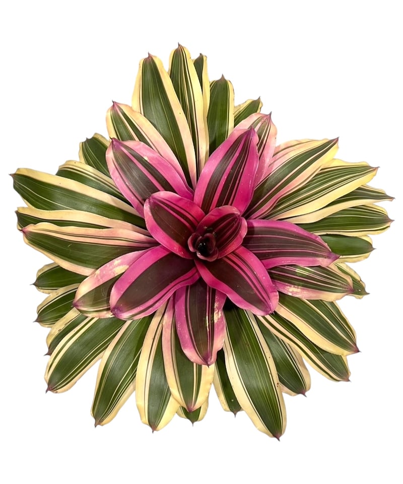 ネオレゲリア オージードリーム 「Neoregelia Aussie Dream」57S |