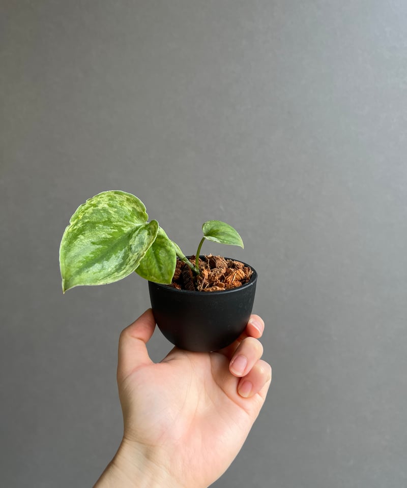 スキンダプサス ホログラム ミント 「Scindapsus Hologram Mint