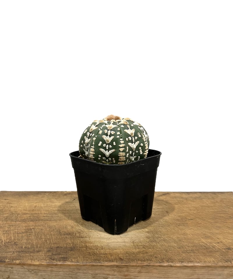 アストロフィツム 兜 V タイプ(実生) 「Astrophytum asterias V ty