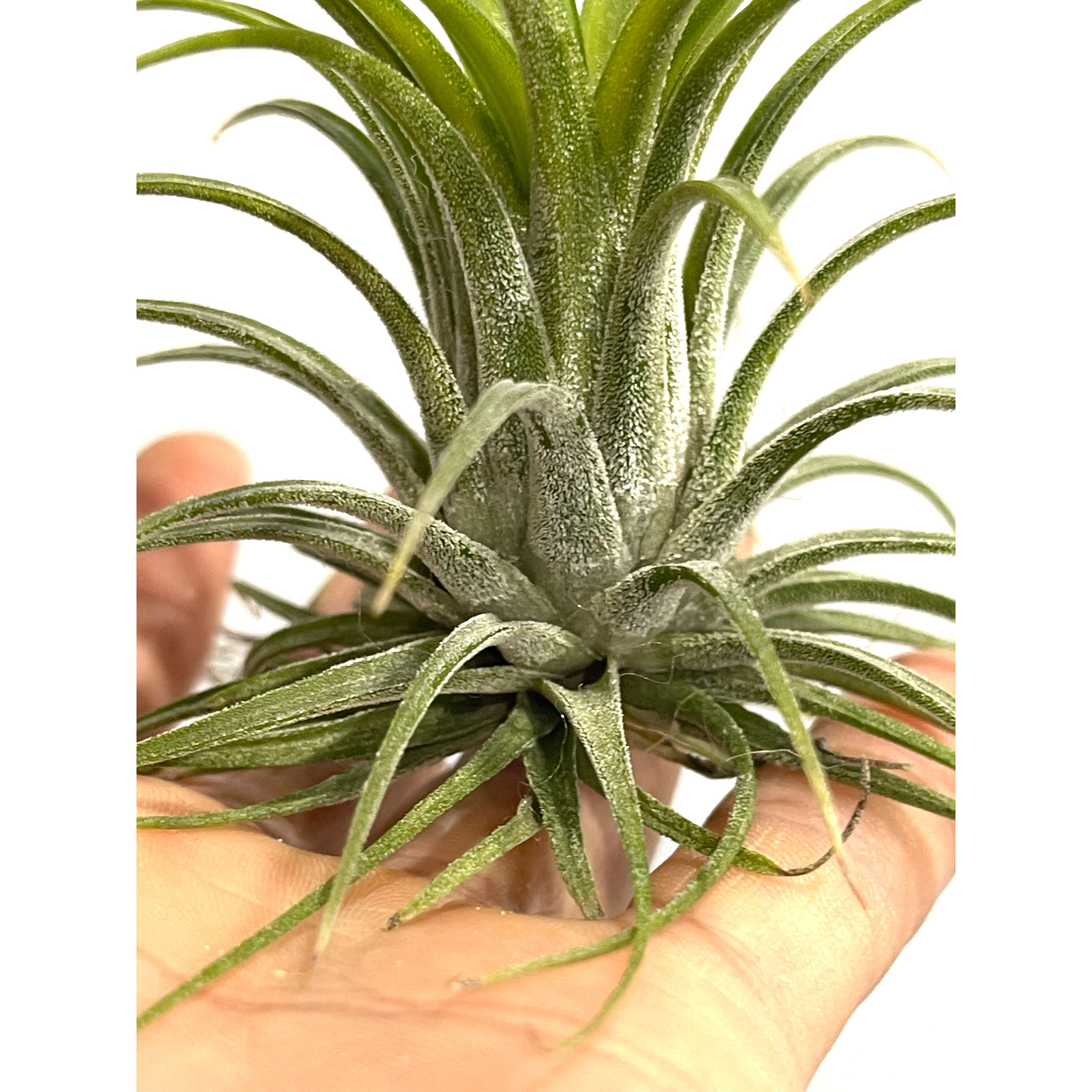ティランジア イオナンタ アルボマルギナータ 「Tillandsia ionantha