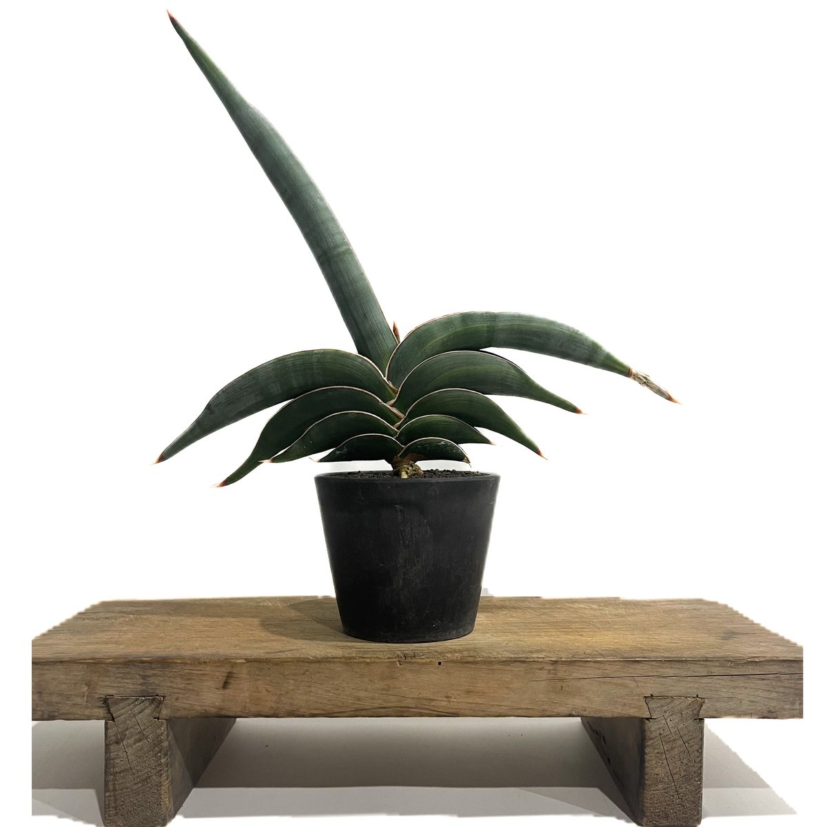 M*O様 ＊Sansevieria Rorida＊サンスベリアロリダ＊斑入り＊ サンセベリア ロリダ 斑入り「Sansevieria rorida Var.」6/14-771